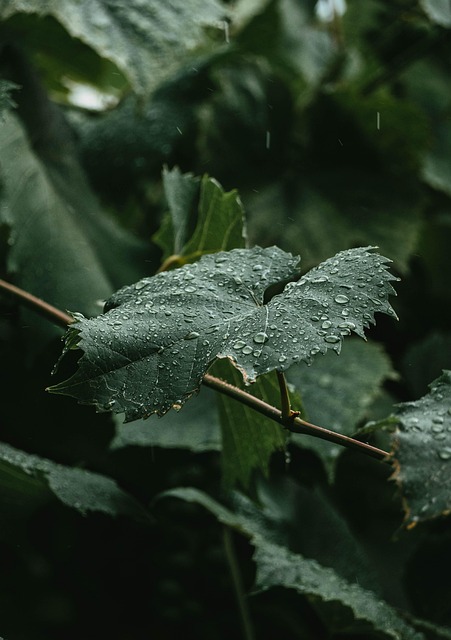 Gulzar Barish Shayari Banner