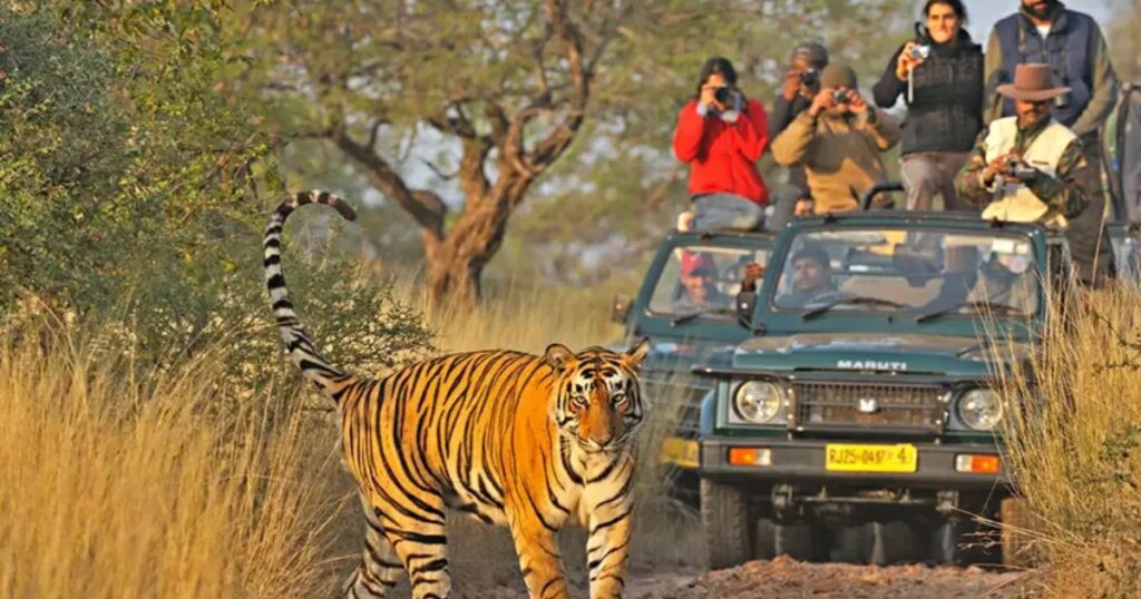 compare corbett